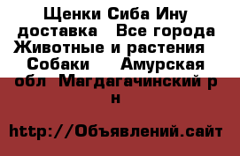 Щенки Сиба Ину доставка - Все города Животные и растения » Собаки   . Амурская обл.,Магдагачинский р-н